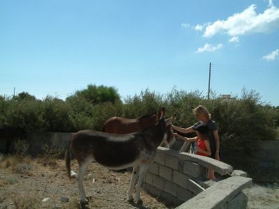 donkeysfeeding.jpg
