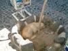 Dog cooling off in a sand pit