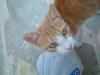 Kitten guarding plastic bag